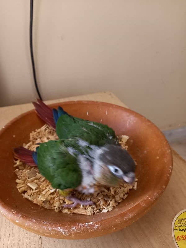 Red factor conure babies/chicks parrots 6