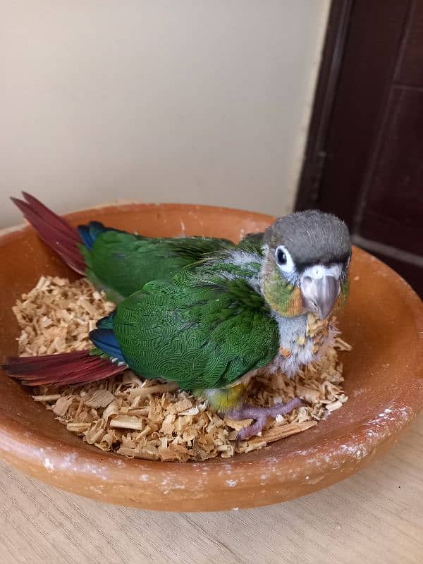 Red factor conure babies/chicks parrots 7