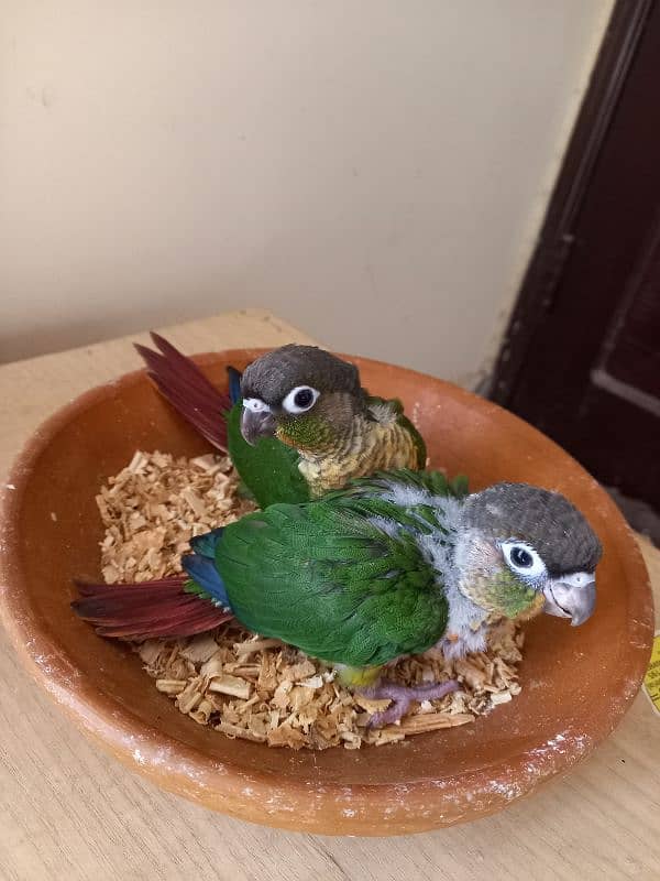 Red factor conure babies/chicks parrots 8