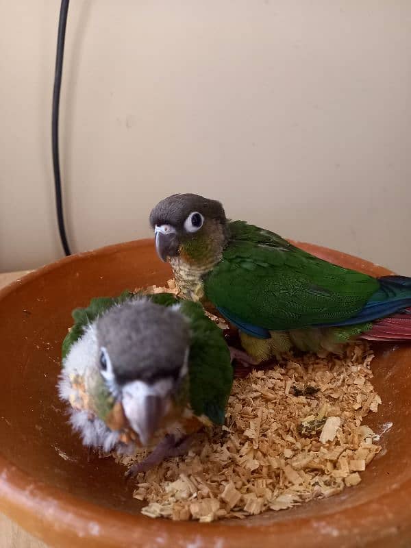 Red factor conure babies/chicks parrots 10