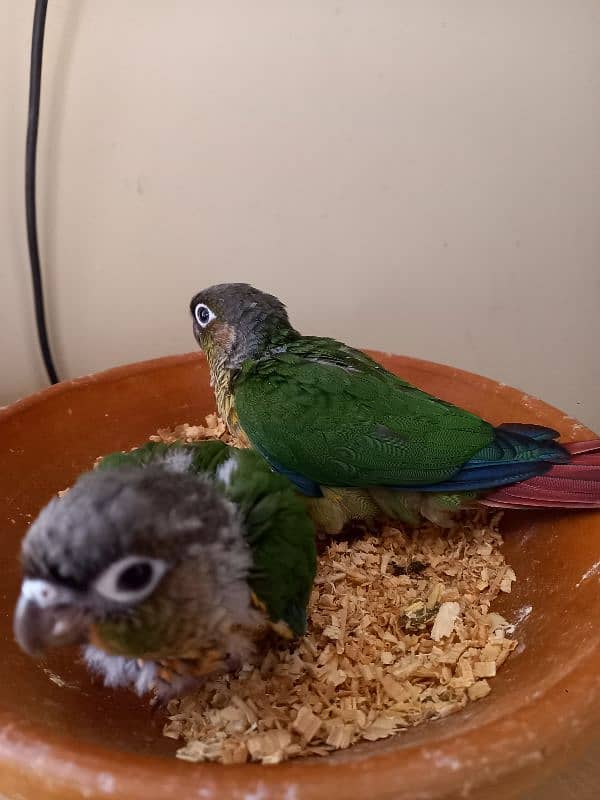 Red factor conure babies/chicks parrots 11