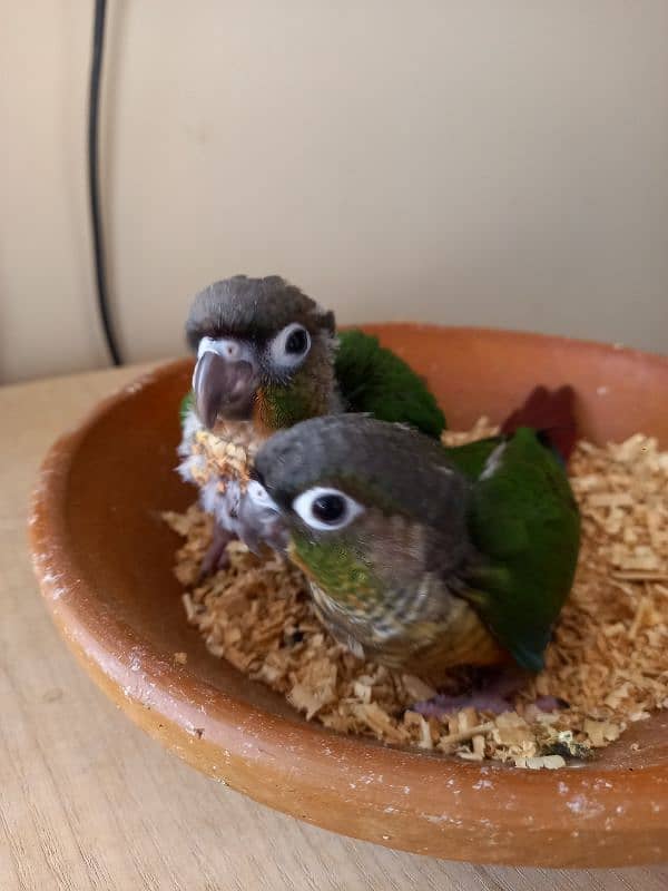 Red factor conure babies/chicks parrots 12