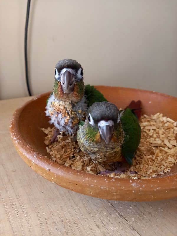 Red factor conure babies/chicks parrots 13