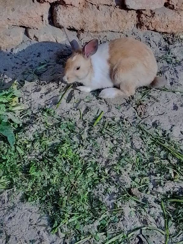 rabbit pair 0