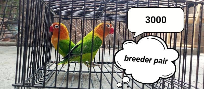 love birds/albino/blue/love bird/green/opline/breederpair/green parrot 0