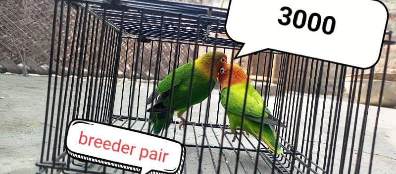 love birds/albino/blue/love bird/green/opline/breederpair/green parrot 3