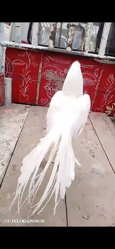 HEERA INDIAN TAMPER TAIL LONG TAIL SHORT BEAK PARROT BEAK 3