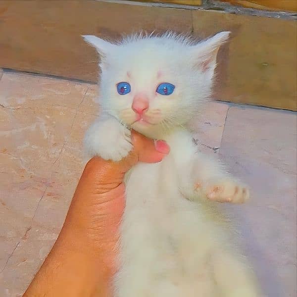 Persian Kitten Female 1 Month Age 0