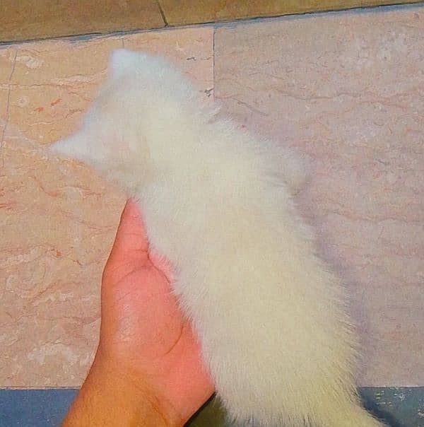 Persian Kitten Female 1 Month Age 2