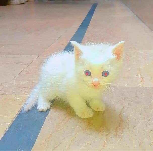 Persian Kitten Female 1 Month Age 3