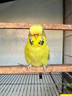 Exhibition Parrot Pair Exhibition Budgie Exhibition King Size pair