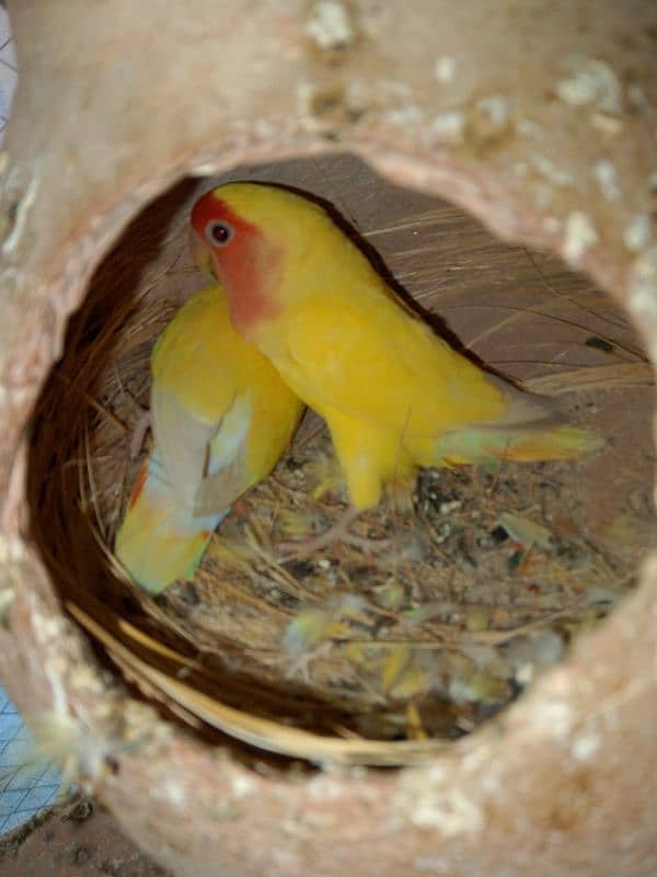 Fisher pair and lovebird pair 1