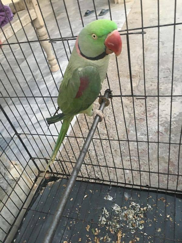 parrot 0