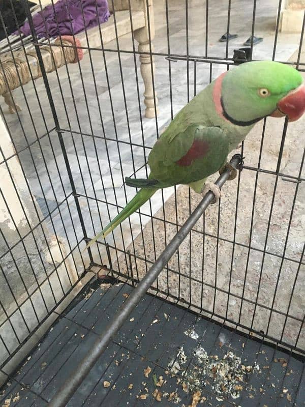 parrot 2