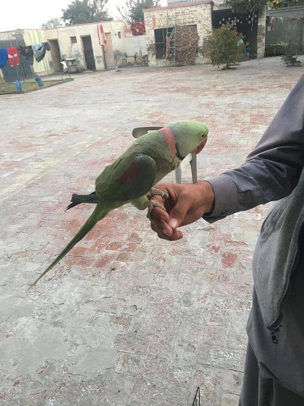 parrot 3