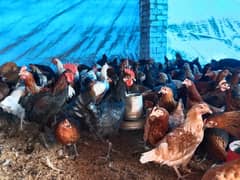 Golden misri hens,murga available