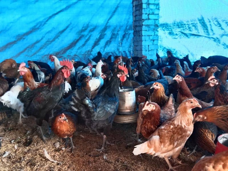 Golden misri hens,murga available 0