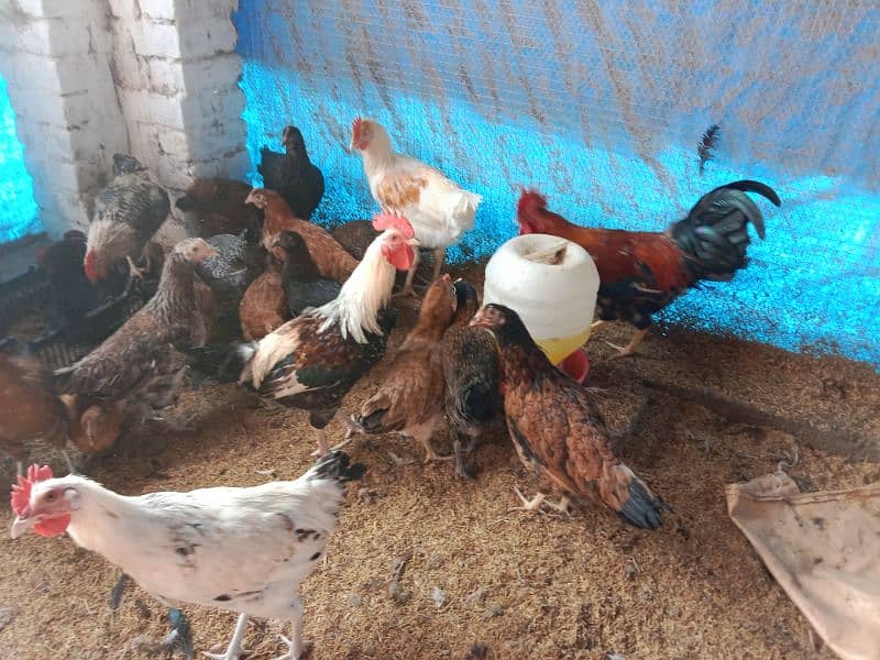 Golden misri hens,murga available 1