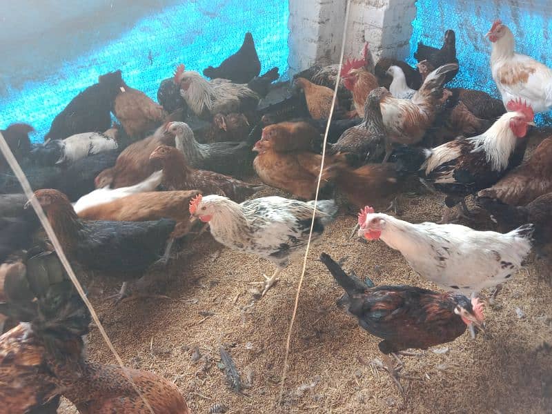 Golden misri hens,murga available 2