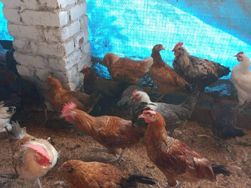 Golden misri hens,murga available 3