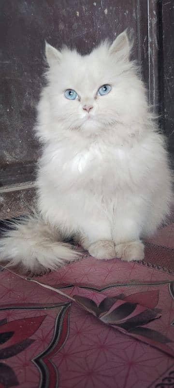 punch face triple Cote kitten cat male available 0