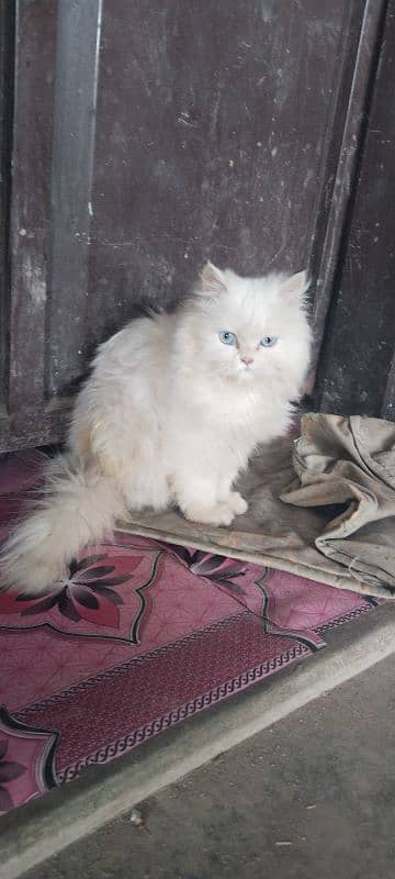 punch face triple Cote kitten cat male available 1