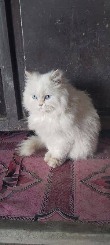 punch face triple Cote kitten cat male available 2