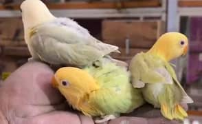 Love Bird Breeder pairs for sale