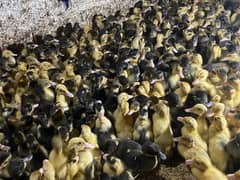 Ducks | Ducks Chicks | Ducks Pair | بطخ | Chicks For Sale