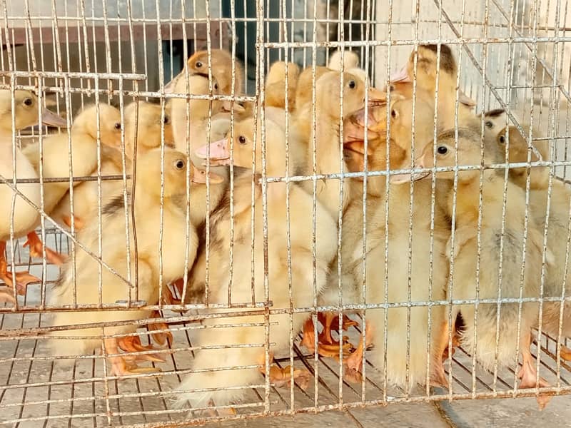 Ducks | Ducks Chicks | Ducks Pair | بطخ| khaki campbel chicks For Sale 1