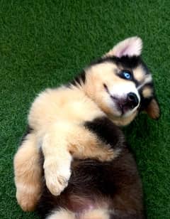 Siberian Husky Puppies. Blue Eyes. Wooly Coat. Heavy Bone Structure