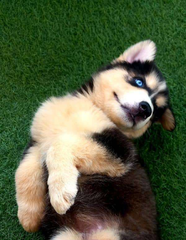 Siberian Husky Puppies. Blue Eyes. Wooly Coat. Heavy Bone Structure 0