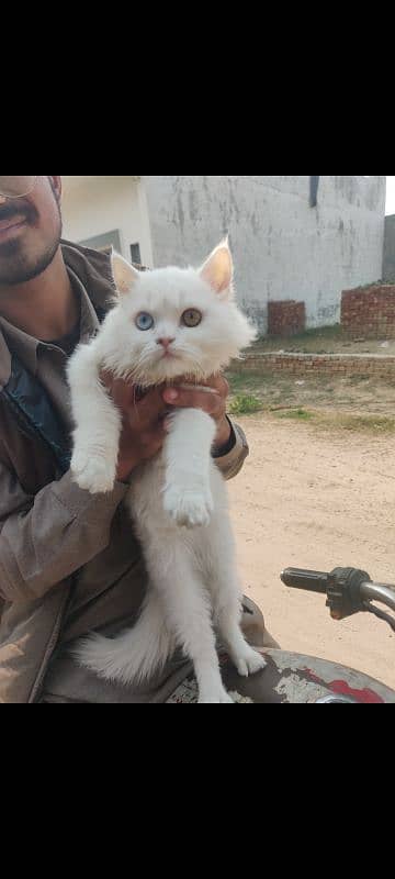 triple cot duo eye color male for sale price ma kami pashi ho jay gi 1