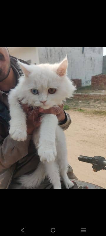 triple cot duo eye color male for sale price ma kami pashi ho jay gi 2