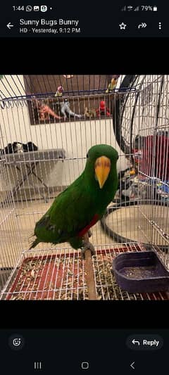 Eclectus