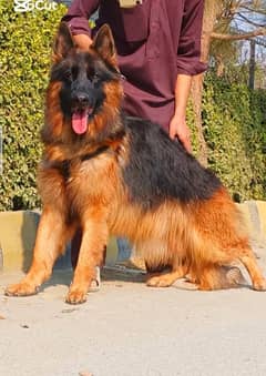 German Shepherd Male Dog | GSD | German Shepherd Long Coat Dog