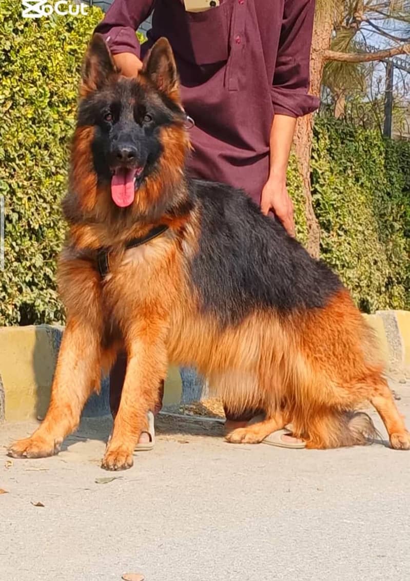 German Shepherd Male Dog | GSD | German Shepherd Long Coat Dog 0