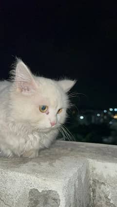 Persian male cat snow White 3333999079