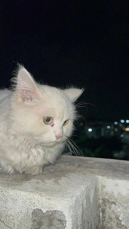 Persian male cat snow White 3333999079 0