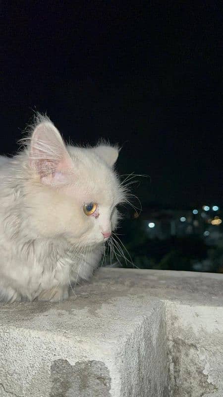 Persian male cat snow White 3333999079 1