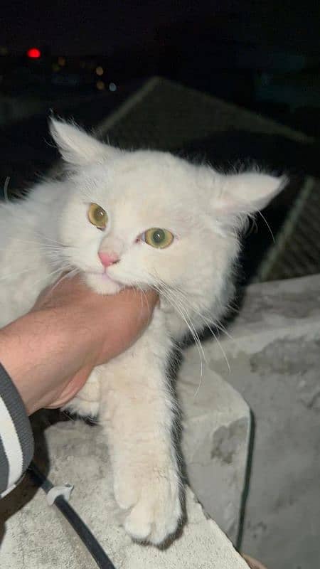 Persian male cat snow White 3333999079 2