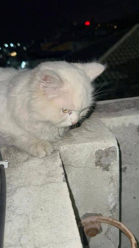 Persian male cat snow White 3333999079 3