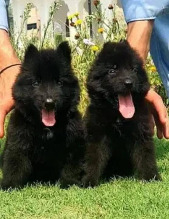 Black German Shepherd Pair | German Shepherd Long Coat Puppies 0