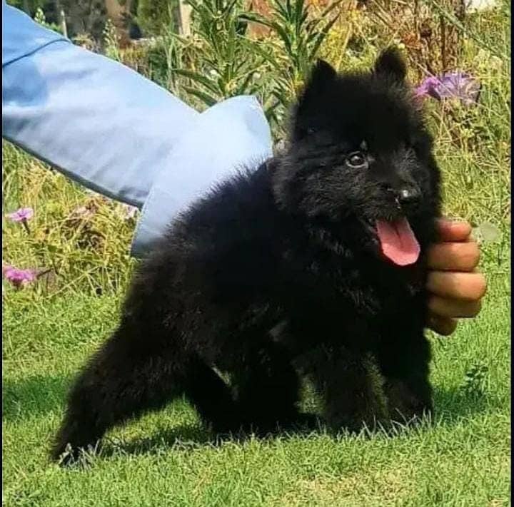 Black German Shepherd Pair | German Shepherd Long Coat Puppies 1