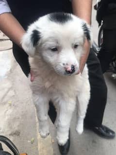 russian bread dog