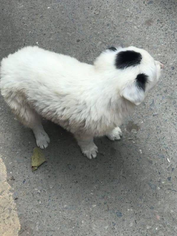 russian bread dog 1