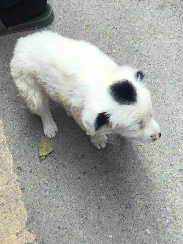 russian bread dog 2