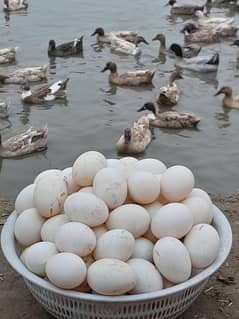 Eggs | Ducks Eggs| Pure eggs | انڈا | Ducks Eggs For Sale