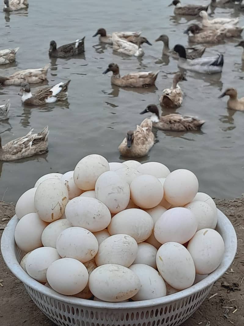 Eggs | Ducks Eggs| khaki campbell Ducks eggs | Ducks Eggs For Sale 0