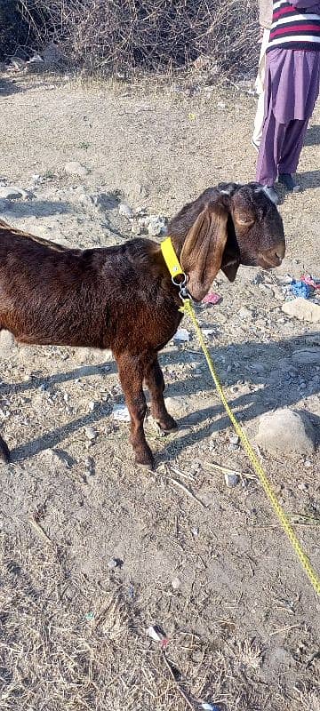 New Bakra Qurbni 2025 for sale 0